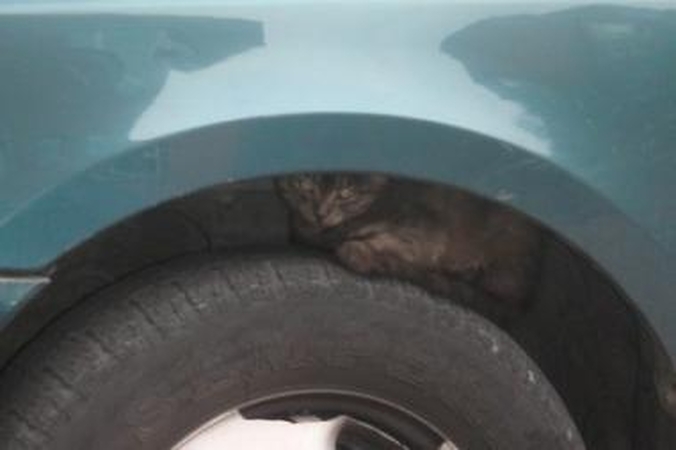 Katinai šilumos ieško po ratais