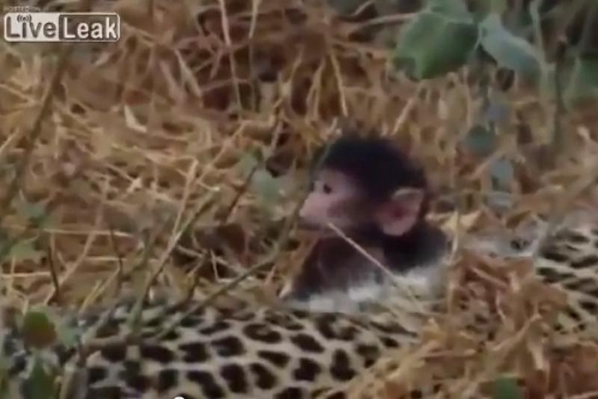 Papjovęs beždžionę leopardas rūpinasi jos jaunikliu