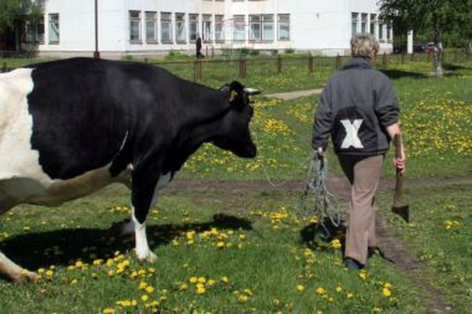 Grįžusi iš ganyklos rajono gyventoja pasigedo per 36 tūkst. litų