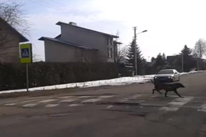 Kaip per gatvę pėdina pavyzdingai išauklėti šunys