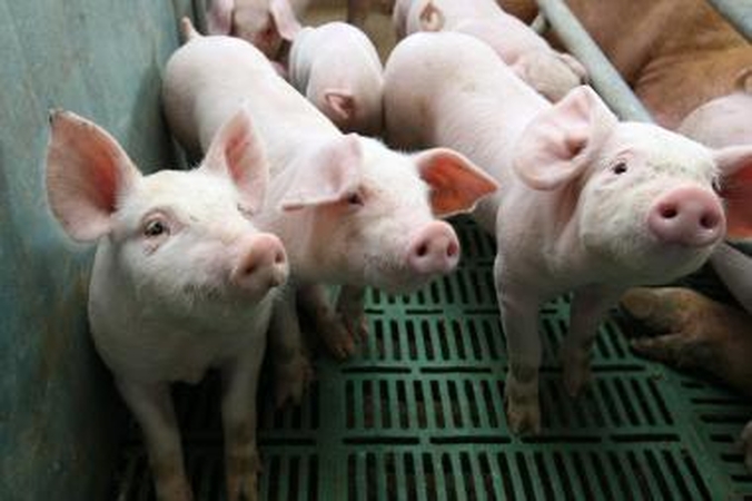 Siūloma kiaulių ūkių dydį riboti pagal aplinkosauginius rodiklius