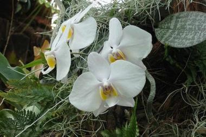 Botanikos sode - orchidėjų ir kitų grožybių karalystė