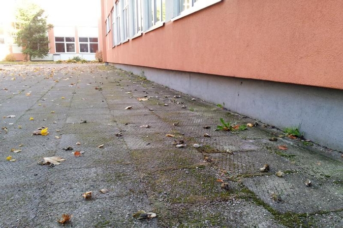 Klaipėdoje „tebelyja“ negyvais paukšteliais