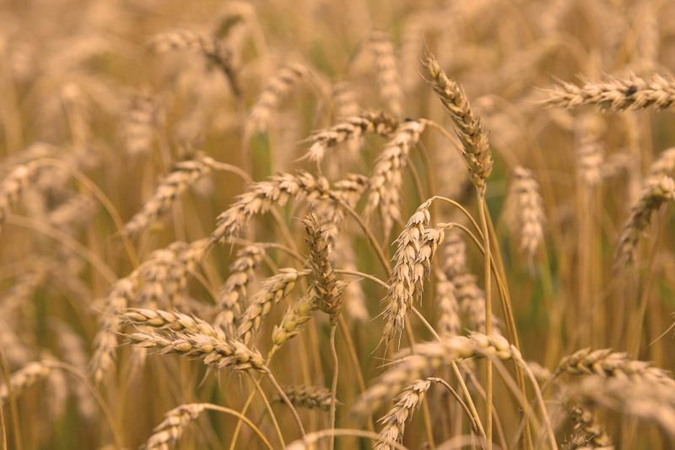 2011 m. Lietuvoje išaugo beveik visų augalų derlius