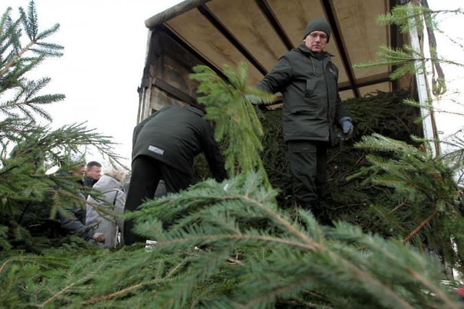 Kalėdinių eglių surinkta trečdaliu daugiau nei pernai