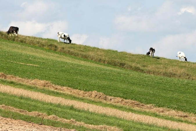 Marijampolės savivaldybėje rastas išmėsinėtas jautis