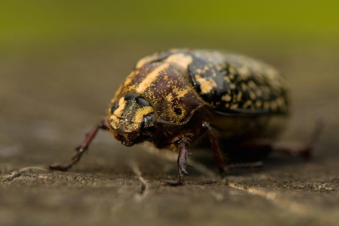 Aptiktas vienas gražiausių Lietuvoje vabalų