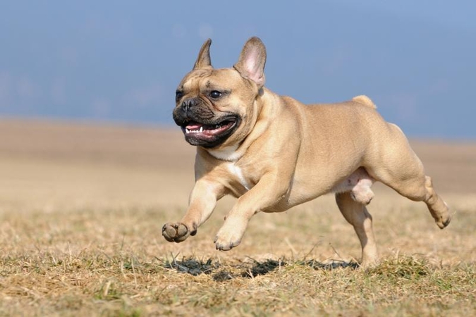 Anglijoje vairuotojai nori saugos diržais segti šunis