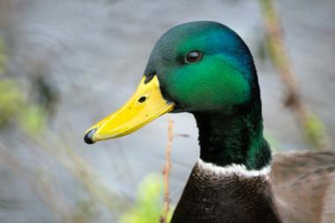 Kodėl ančių gaigalai nematys savo vaikų?