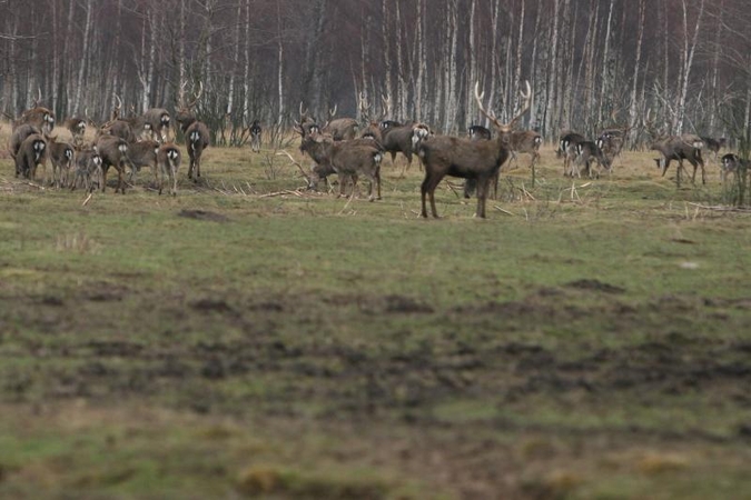 Domisi, ar teisėtai A.Bosui Karklės draustinyje išnuomota žemė