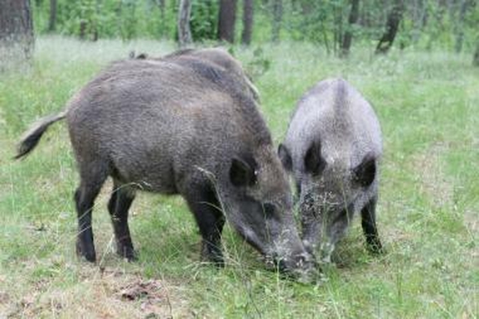 Šernų padaryta žala įvertinta 160 tūkst. litų