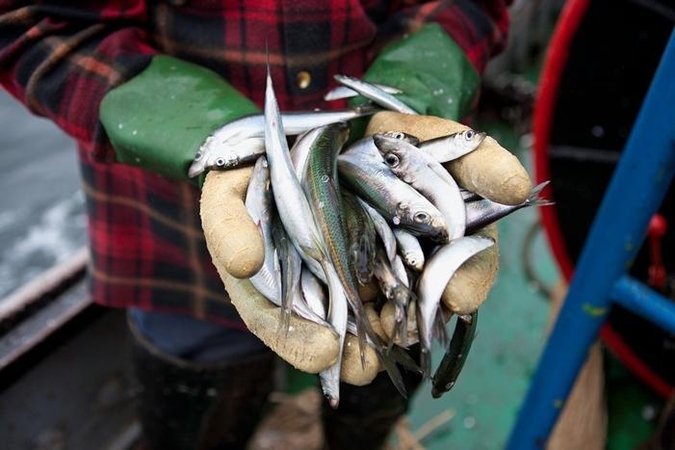 Parodoje - apie žuvininkystės sektoriaus pokyčius per 50 metų