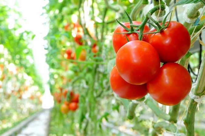 Ką verta žinoti apie pomidorų daigelius 
