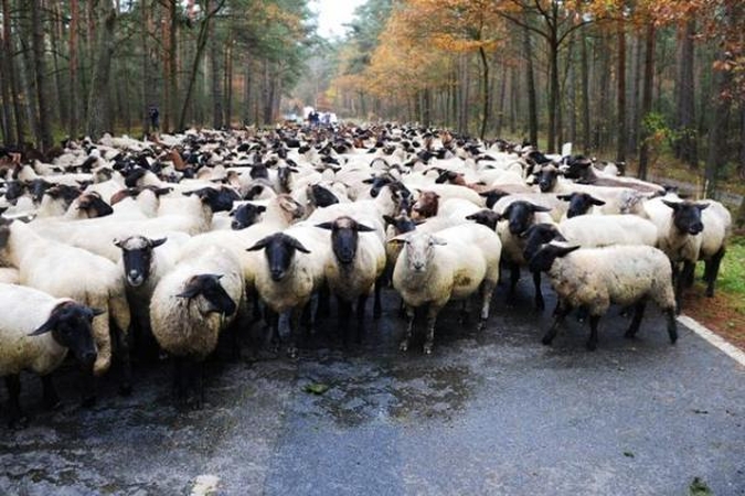 Anglijos ūkius atakuoja avis žudantis virusas 