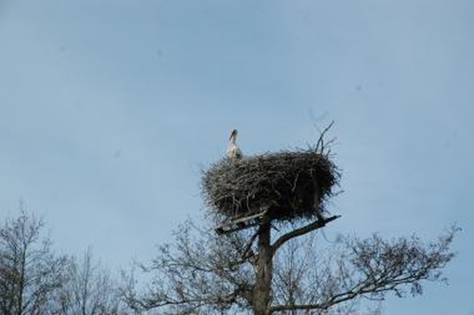 Grįžtantiems gandrams paruošta per 1000 lizdaviečių
