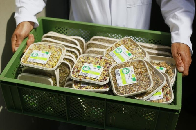 Patvirtinta: E.coli infekcijų protrūkio šaltinis - daigintos sėklos