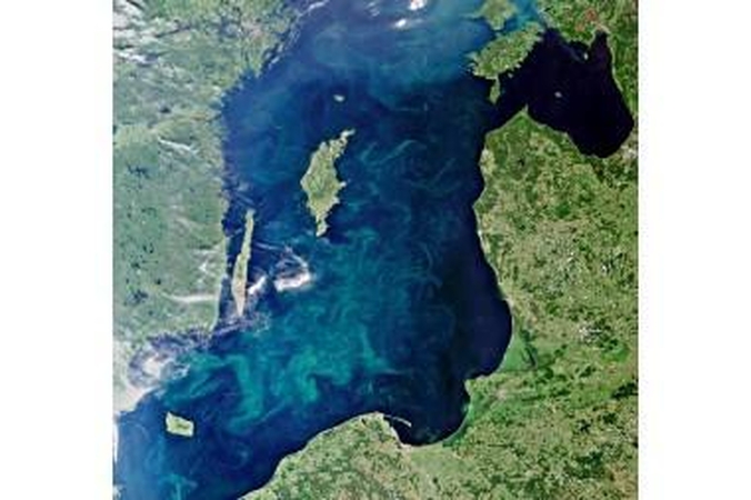 „Žydinti“ Baltijos jūra sunerimti privertė ne tik aplinkosaugininkus