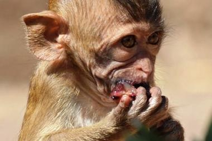Biologinės įvairovės krizė: tiksinti gamtos nykimo bomba