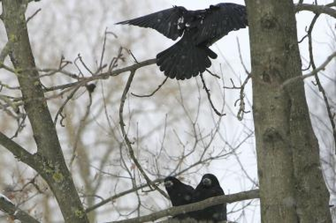 Orai Kaune: kitos savaitės pradžioje šals iki 18 laipsnių