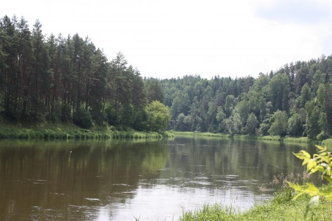 Ką daryti, kad mūsų miškai išliktų geriausiai tvarkomais pasaulyje?