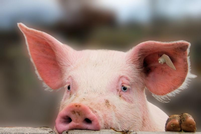 Klaipėdos rajone iš tvarto pavogta gyva kiaulė