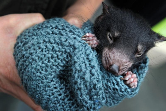 Tasmanijos velniai perkeliami gyventi į kitą salą