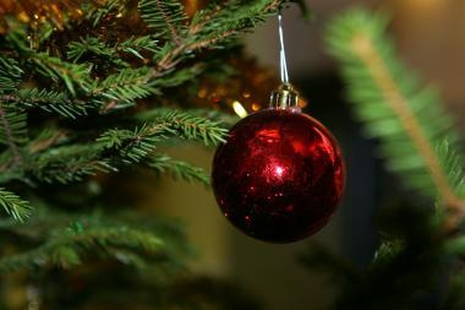 Prie Rotušės nemokamai dalins eglių šakas 