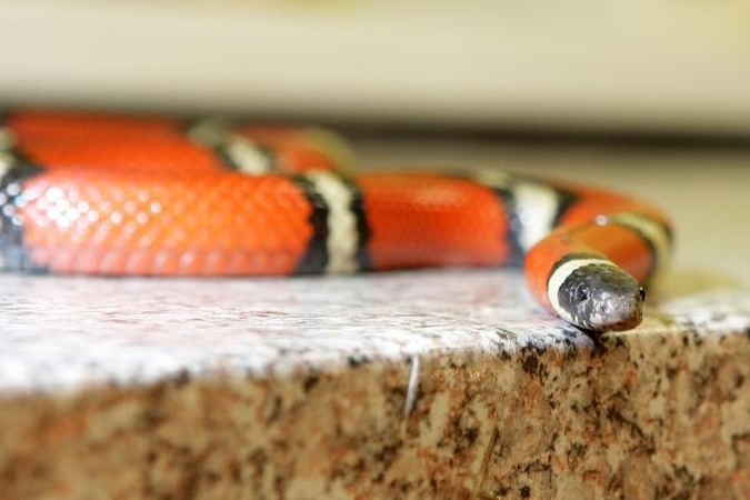 Australija: voras pusryčiams pasirinko gyvatę