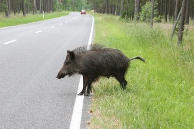 Neringoje šernas išgąsdino policininką