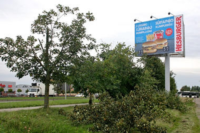 Dėl mėsainių reklamos Panevėžyje nupjauti medžiai