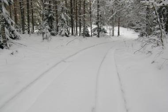 Valstybinius miškus siūloma parduoti