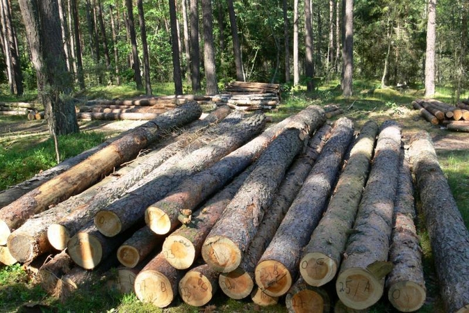 Miškuose pūva biokuras – beveik pusė tiekiamos šilumos vertės