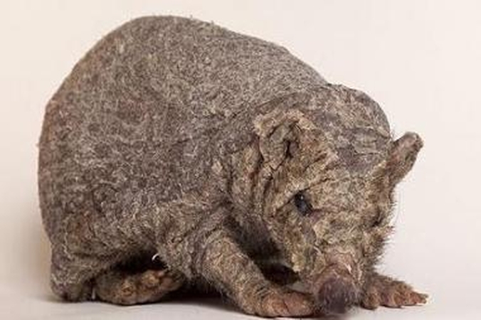 Veterinarai suka galvas dėl pliko ežiuko
