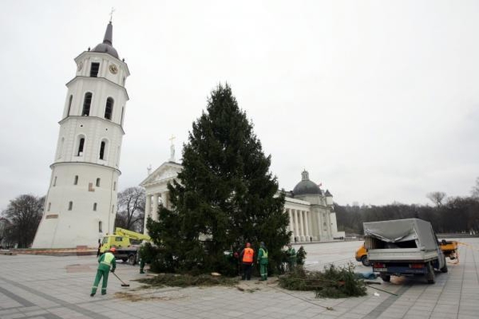 Pagrindinė šalies Kalėdų eglė virs biokuru 