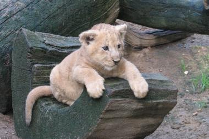 Zoologijos sodui paaukos 21 tūkst. litų