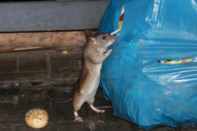 Galapaguose ruošiamasi išnaikinti 180 mln. žiurkių