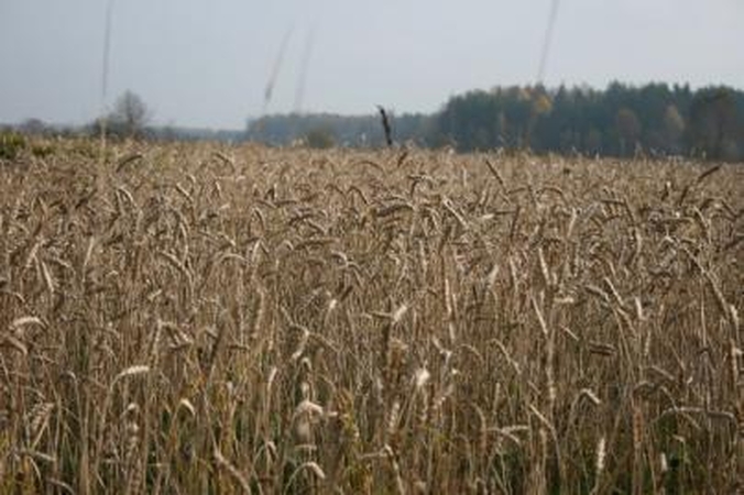 Orų išdaigos sodininkams atnešė milijoninius nuostolius