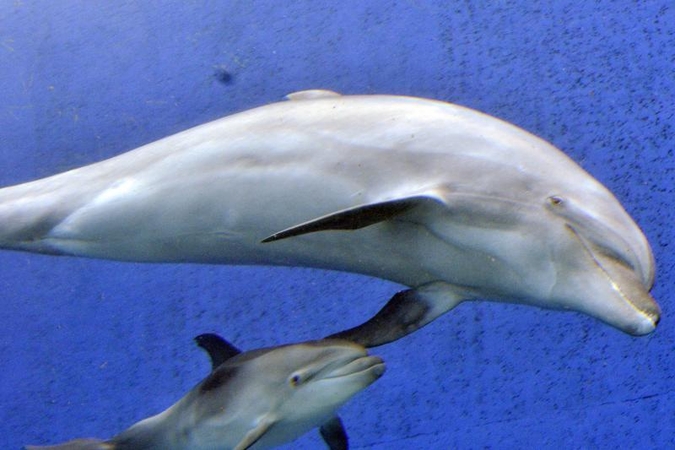 Pasaulyje didėja delfinų mėsos paklausa 