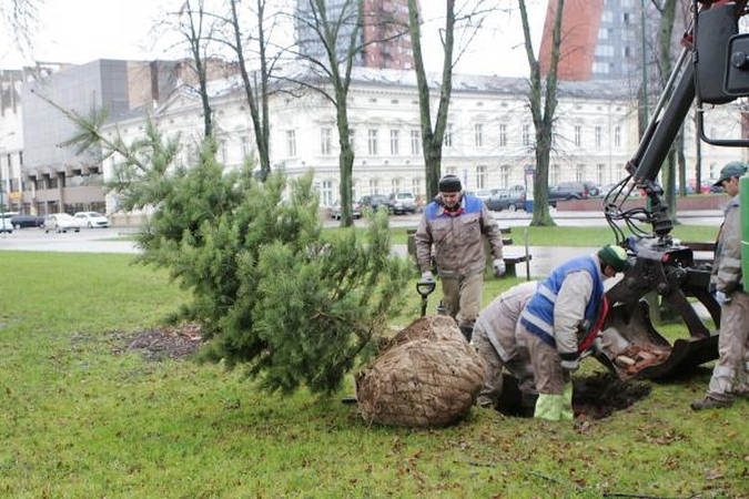 Uostamiestį toliau puošia nauja žaluma