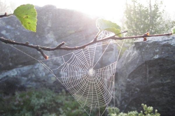 Puošniais voratinkliais vorai pritraukia daugiau vabzdžių