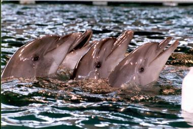 Delfinariumą statybininkai uždarys rugsėjį 