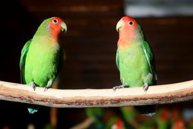 Kontrabandinės papūgos Zoologijos sodas lankytojams nerodo