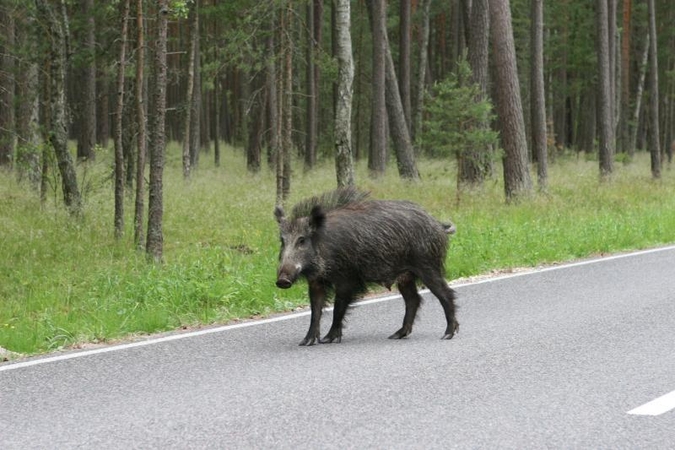 Klaipėdiečiai trichinelioze užsikrėtė nuo šernienos
