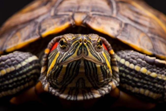 Beveik 20 proc. pasaulio reptilijų gresia išnykimas