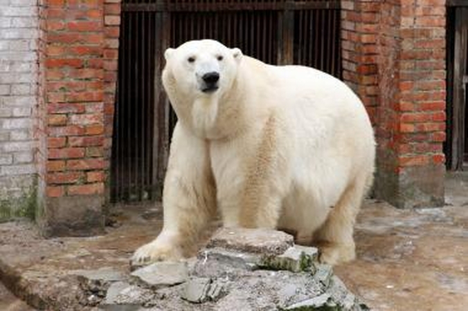 Zoologijos sodas žiemą: sniego labiausiai laukė Kasparas 