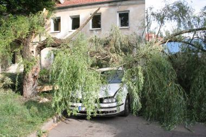 Dėl nuvirtusio medžio - gamtosaugininko ir savivaldybės konfliktas