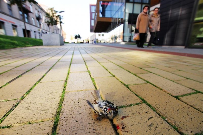 Šaligatvius prie Klaipėdos stiklinių pastatų nuklojo žuvę paukšteliai