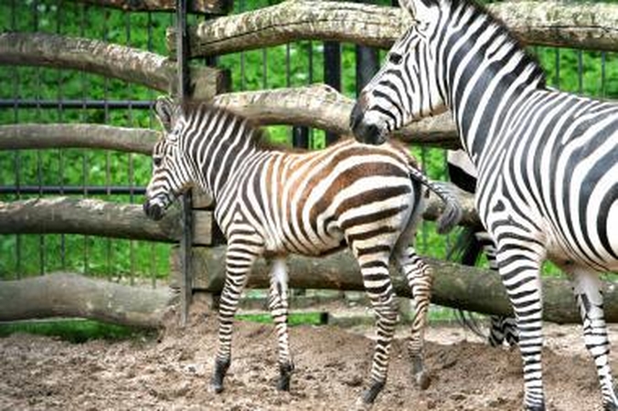 Aplinkos ministerija pasirengusi pasirūpinti Kauno zoologijos sodu