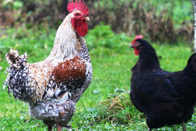 Dinozaurą atkurti tikisi iš paukščių DNR