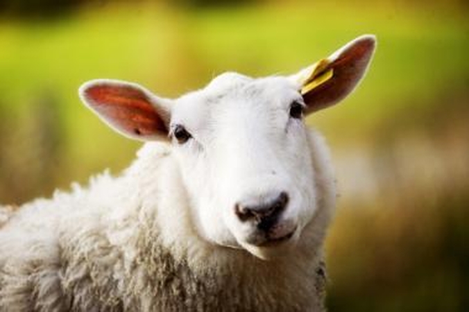 Avelė Dolly atgimė. Mokslininkai sukūrė keturis jos klonus